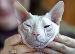 Кошка породы донской сфинкс