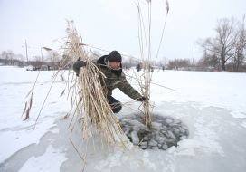 Мужчина ставит в лунку камыш