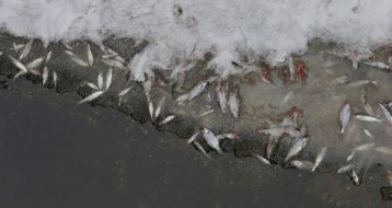 Снулая рыба