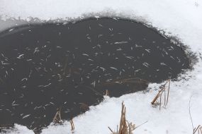 Снулая рыба