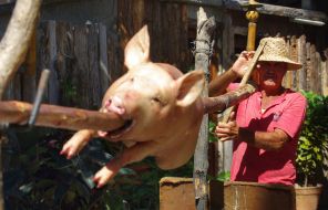Cuban prepares pig