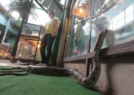 Young and female emperor boa