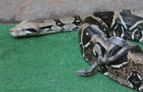 Young and female emperor boa