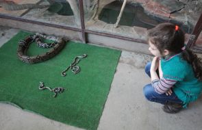 Young and female emperor boa