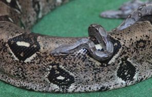 Young and female emperor boa