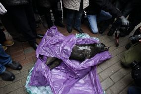 The frozen corpse of a stray dog