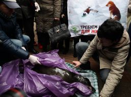 The frozen corpse of a stray dog