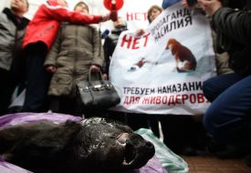 The frozen corpse of a stray dog