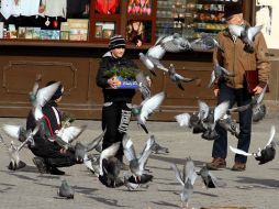 Мальчики продают шафраны