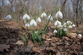 Подснежники