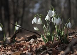 Подснежники