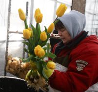 Woman puts tulips