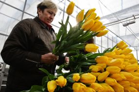 Woman puts tulips