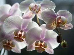Orchids