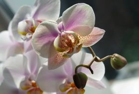 Orchids