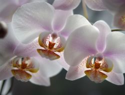 Orchids