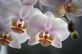 Orchids
