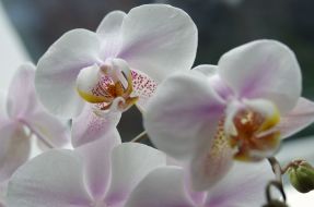 Orchids