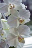 Orchids