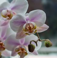 Orchids