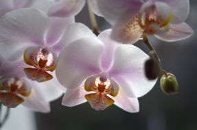 Orchids