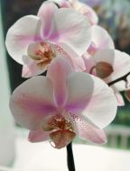 Orchids