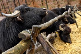 Carpathians Buffalo
