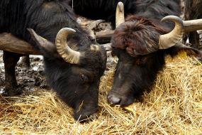 Carpathians Buffalo