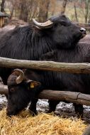 Carpathians Buffalo