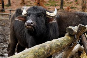 Carpathians Buffalo