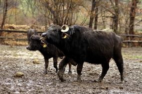 Carpathians Buffalo
