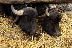 Carpathians Buffalo