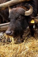 Carpathians Buffalo