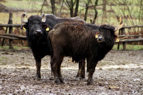 Carpathians Buffalo