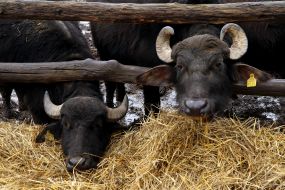 Carpathians Buffalo