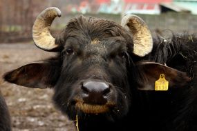 Carpathians Buffalo