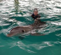 Dolphin with baby