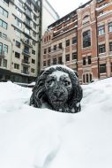 Засыпанная снегом скульптура льва