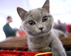 Британская короткошерстная кошка 