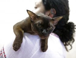 Бурманская кошка 