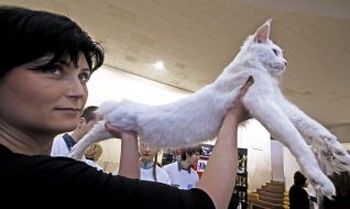 Кот породы мейн-кун