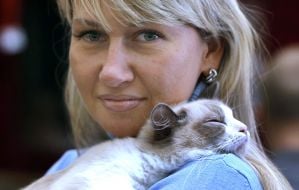 Кот породы рэгдолл