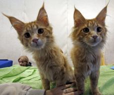 Котята породы мейн-кун