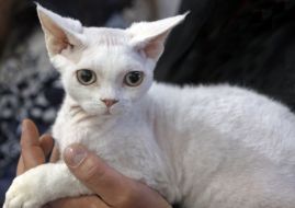 Кот породы девон-рекс