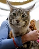 Котята породы мейн-кун