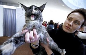 Котенок породы мейн-кун