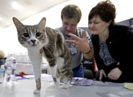 Кот породы мейн-кун