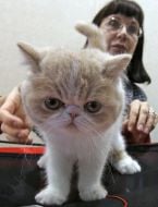 Экзотическая короткошёрстная кошка