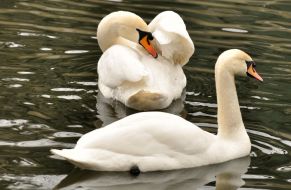 Swans
