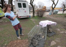 Veterinary near a cage with homeless dogs